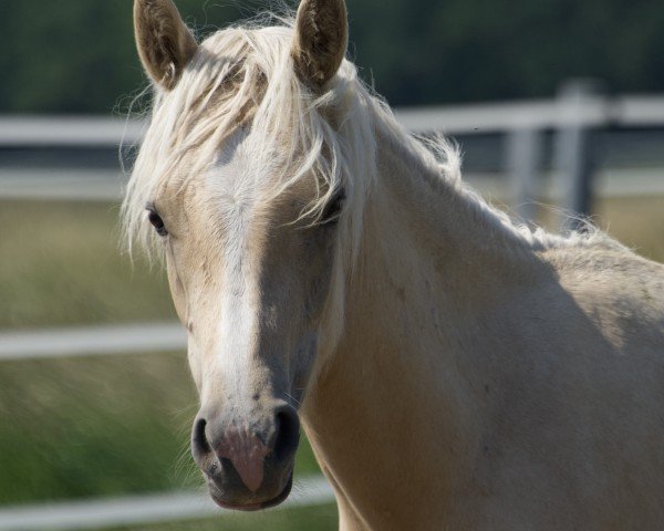 horse Diamond Delight (German Riding Pony, 2021, from Diamond Touch NRW)