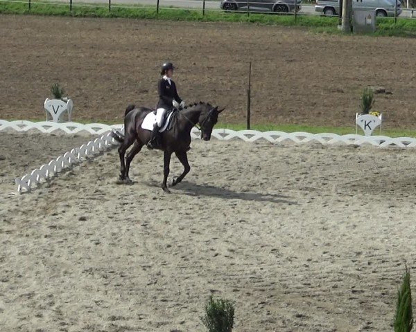 Reitturnier Dornbirn 2024