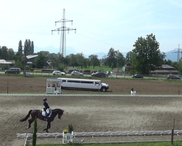 Reitturnier Dornbirn 2024