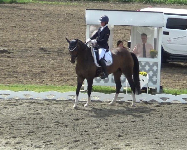 Reitturnier Dornbirn 2024
