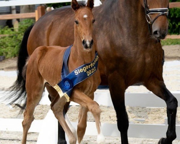 horse Vamonos (Hanoverian, 2022, from Valdiviani)