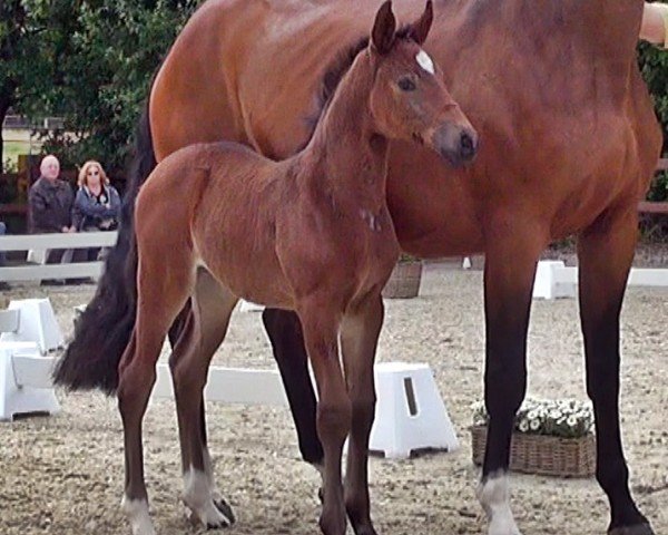 horse Tiamandine (Hanoverian, 2022, from Toto Gold)