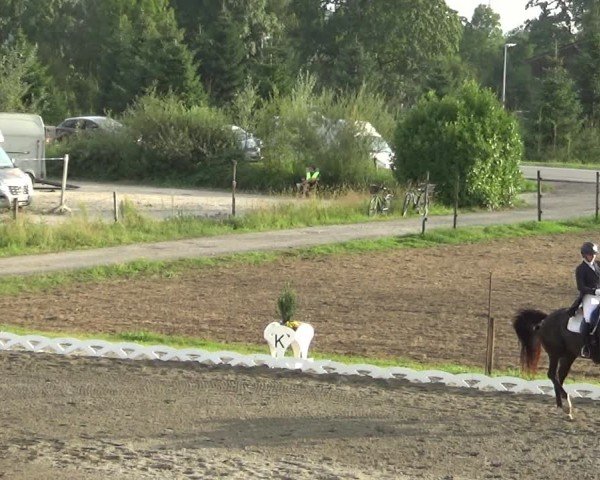 Reitturnier Dornbirn 2024