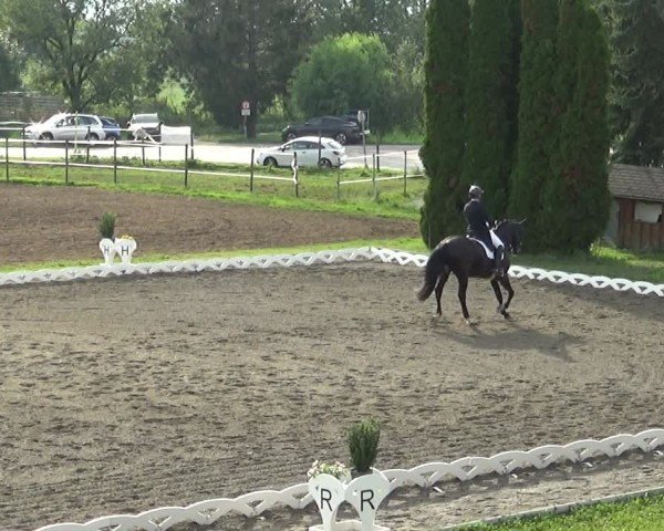 Reitturnier Dornbirn 2024