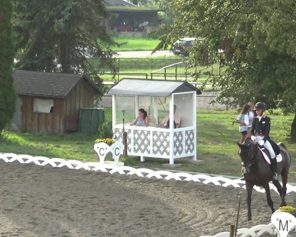 Reitturnier Dornbirn 2024