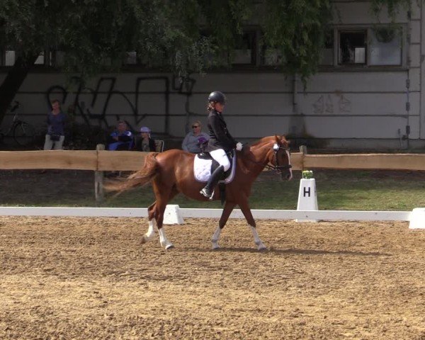 Reitturnier Pinnow 2024