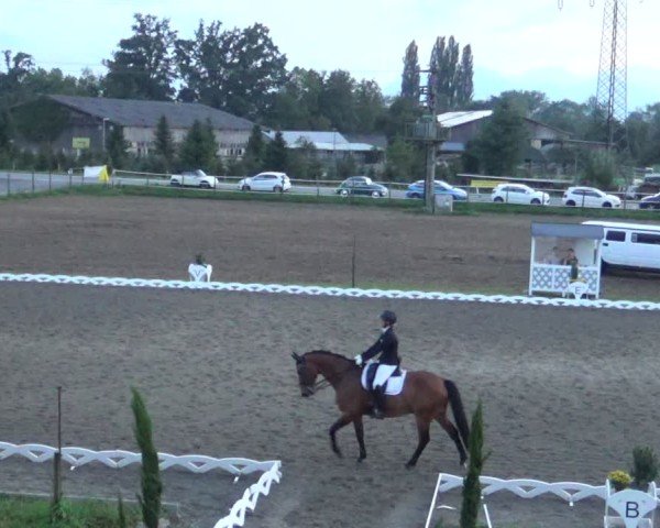 Reitturnier Dornbirn 2024