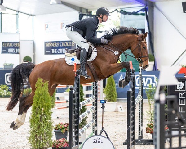 jumper Escada Z (Zangersheide riding horse, 2016, from Eldorado van de Zeshoek)