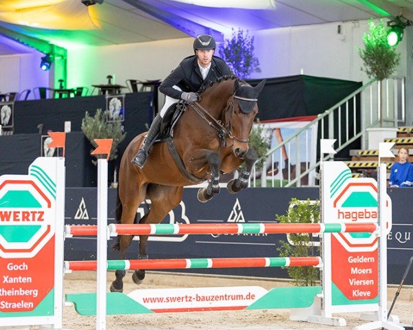 jumper Quickly Up (Zangersheide riding horse, 2017, from Quickly de Kreisker)