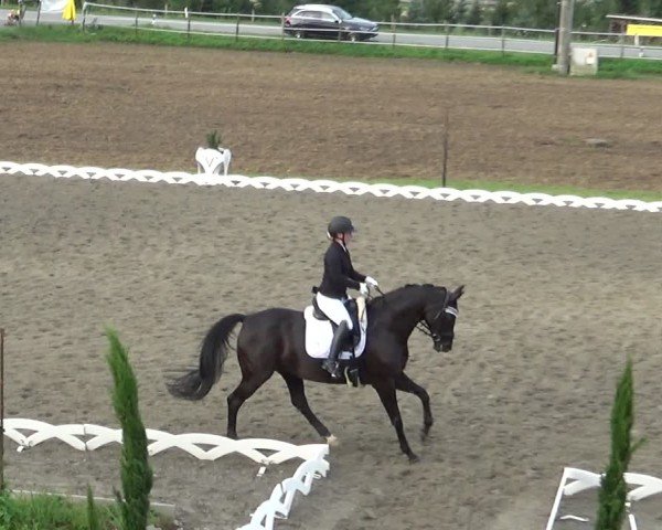 Reitturnier Dornbirn 2024