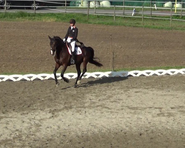 Reitturnier Dornbirn 2024