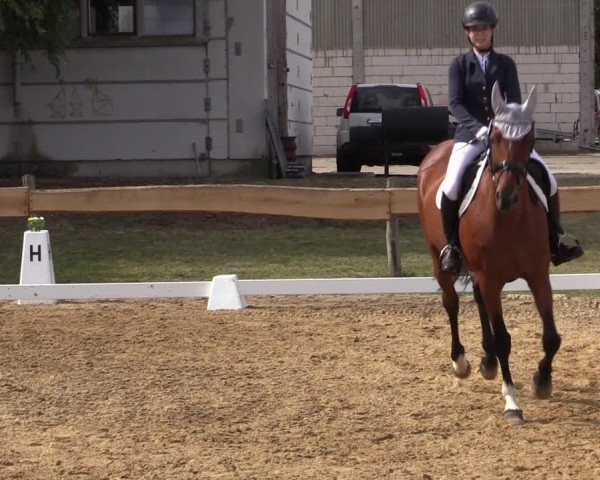 Reitturnier Pinnow 2024