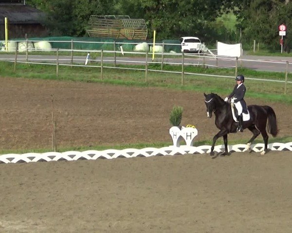 Reitturnier Dornbirn 2024