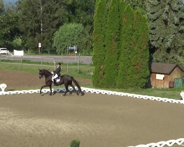 Reitturnier Dornbirn 2024