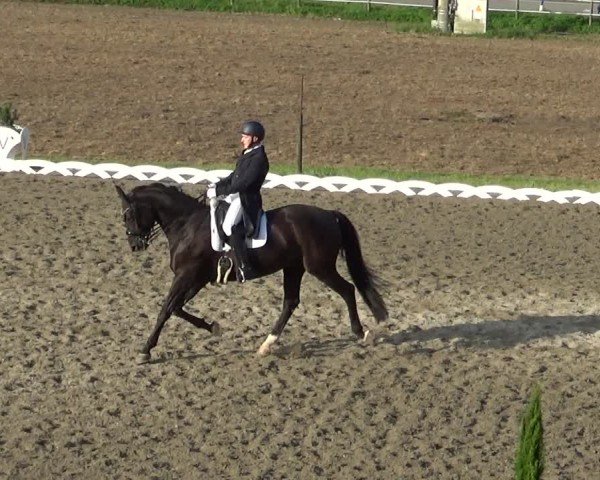 Reitturnier Dornbirn 2024