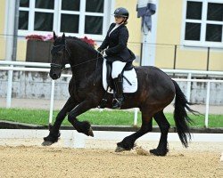 dressage horse Xander v d Molenwijk (Friese, 2007, from Wander 352)