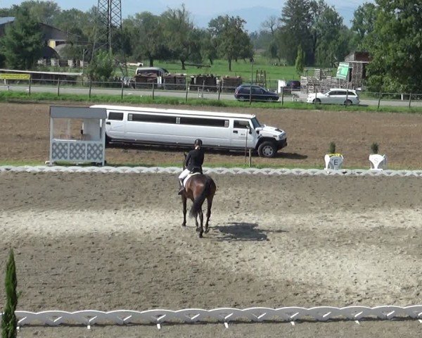 Reitturnier Dornbirn 2024