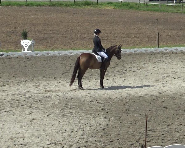 Reitturnier Dornbirn 2024