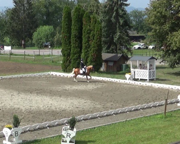 Reitturnier Dornbirn 2024