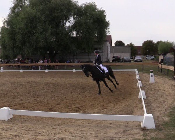 Reitturnier Pinnow 2024