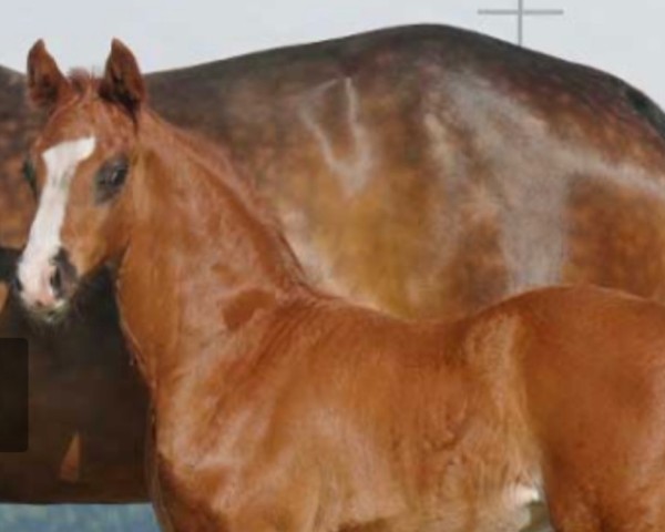 horse Bondadoso (Westphalian, 2022, from Bonds)