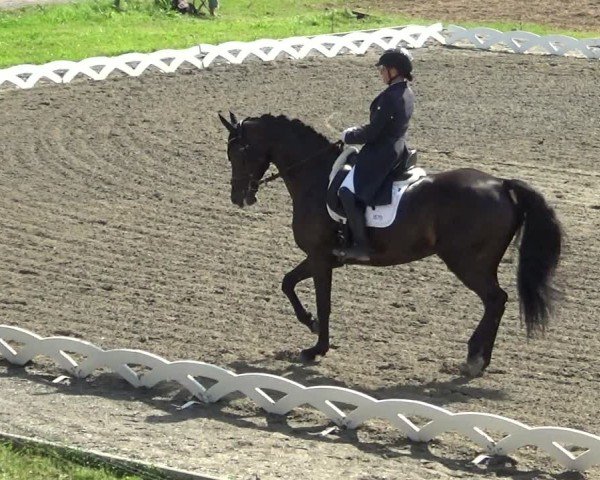 Reitturnier Dornbirn 2024