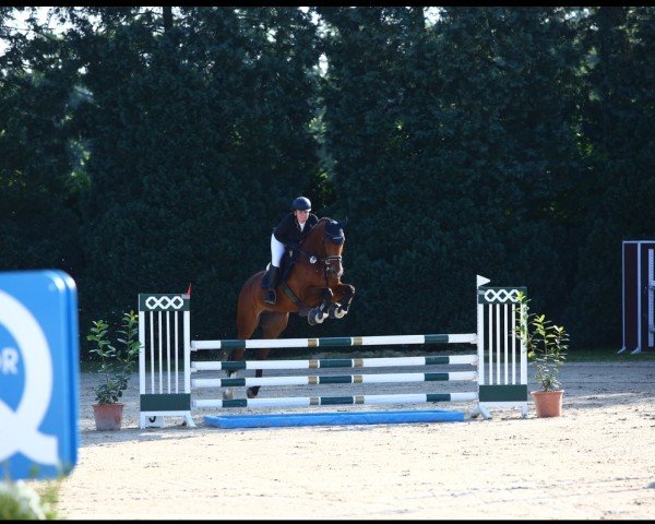 jumper Little Magic 6 (Oldenburg show jumper, 2018, from Pikeur Lord Fauntleroy)