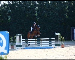 jumper Little Magic 6 (Oldenburg show jumper, 2018, from Pikeur Lord Fauntleroy)