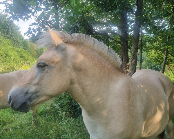 horse Bär Fjellhorn (Fjord Horse, 2023, from Bolseten N.2825)
