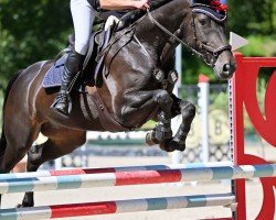 jumper Tabe's Scally (Hanoverian, 2015, from Stalypso)