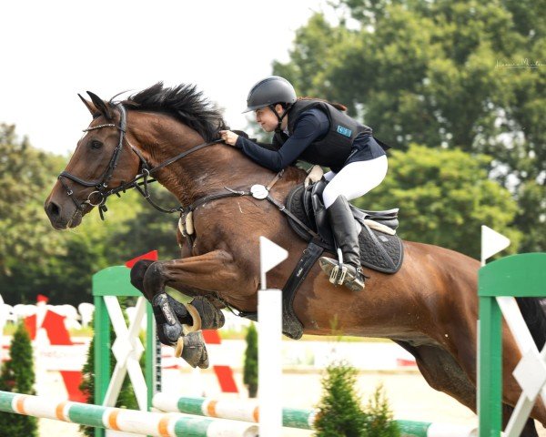 Springpferd Casparo 19 (Oldenburger, 2008, von Collado)