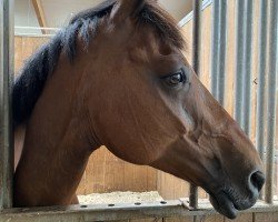 jumper Gringo Z (Zangersheide riding horse, 2012)