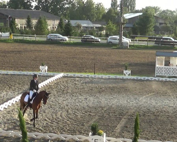 Reitturnier Dornbirn 2024