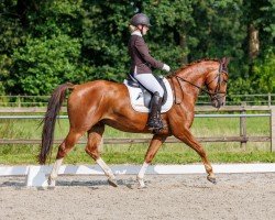 dressage horse Nuance d' Amour H (Hanoverian, 2019, from Nechristo)