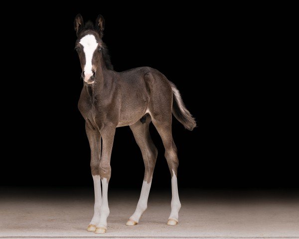 horse Neverland´s Sunnyboy (German Riding Pony, 2024, from Neverland WE)