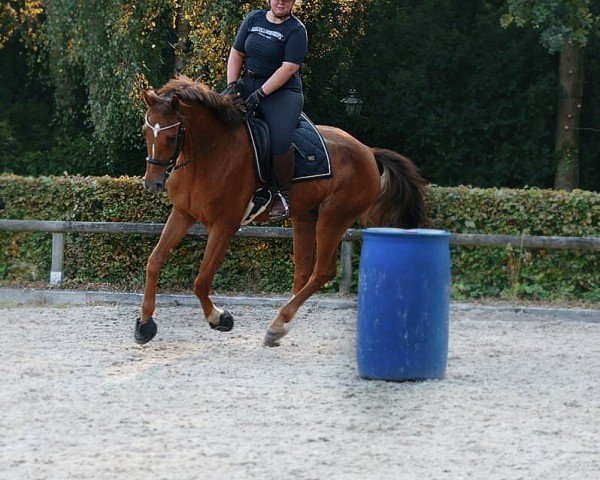 horse Pelayo van het Lindenhof Z (Belgian Warmblood, 2019, from Pegase van 't Ruytershof)