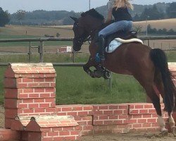 Dressurpferd Dreamdancer (Deutsches Reitpony, 2006, von Don't Forget)