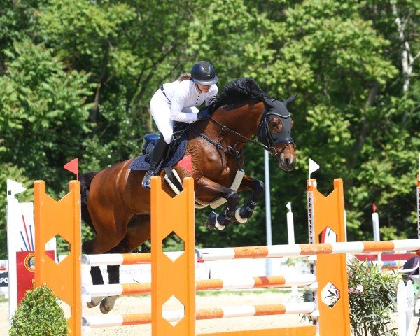 Zuchtstute Dazou G (KWPN (Niederländisches Warmblut), 2008, von Clinton I)