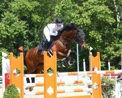 Zuchtstute Dazou G (KWPN (Niederländisches Warmblut), 2008, von Clinton I)