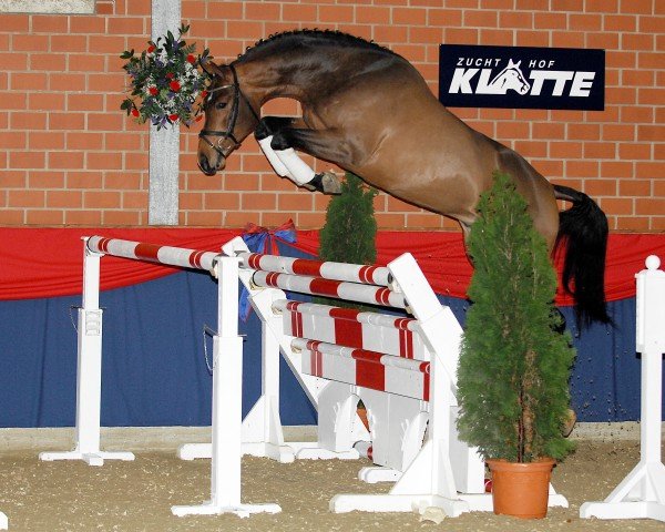 Hřebec Cornet's Prinz (Westfálský kůň, 2005, od Cornet Obolensky)