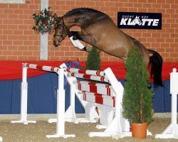 Deckhengst Cornet's Prinz (Westfale, 2005, von Cornet Obolensky)