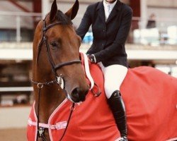 jumper Diamant D (Irish Sport Horse, 2017)