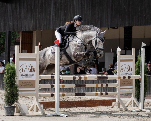 jumper Chiellini 2 (Oldenburg show jumper, 2017, from Cellestiano)
