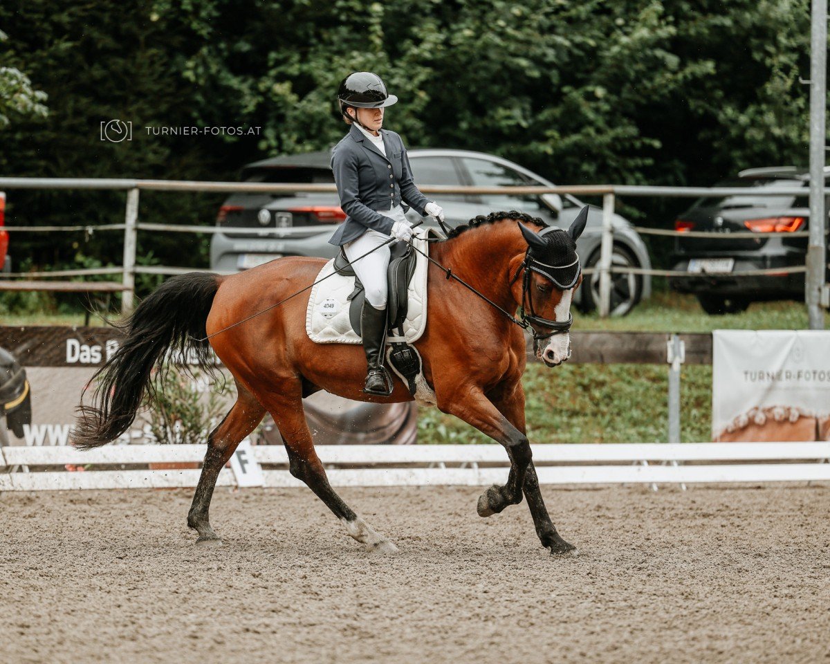 dressage horse Stranger 29 (German Sport Horse, 2008, from Solman)