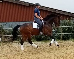 broodmare Severa TS (Westphalian, 2019, from Secret)