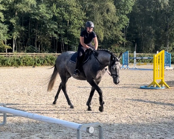 horse Freda (Hanoverian, 2020, from Crack)