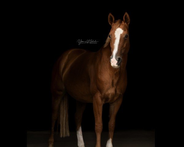 jumper Waikiki (Hanoverian, 2004, from Weltbogen) jumper Waikiki (Hanoverian, 2004, from Weltbogen)