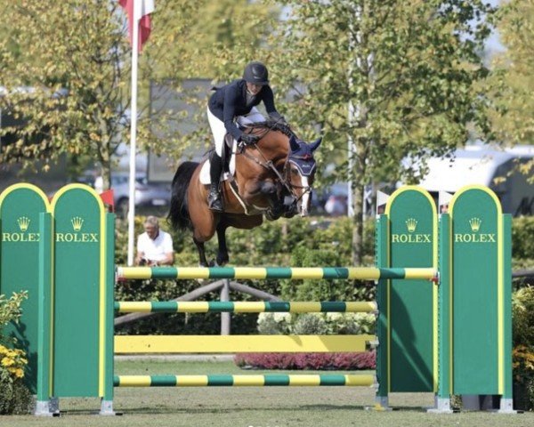jumper Bjurfors Nikora (Irish Sport Horse, 2018, from Aganix du Seigneur) jumper Bjurfors Nikora (Irish Sport Horse, 2018, from Aganix du Seigneur)