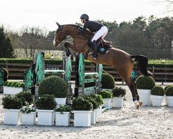 jumper Agalex Z (Belgian Warmblood, 2018, from Aganix du Seigneur)