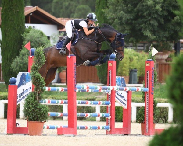 horse Belica 5 (Westphalian,  , from Balous Bellini)